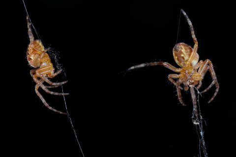 Gartenkreuzspinne Araneus diadematus