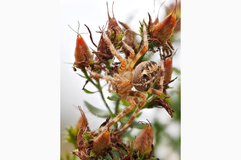 Gartenkreuzspinne Araneus diadematus
