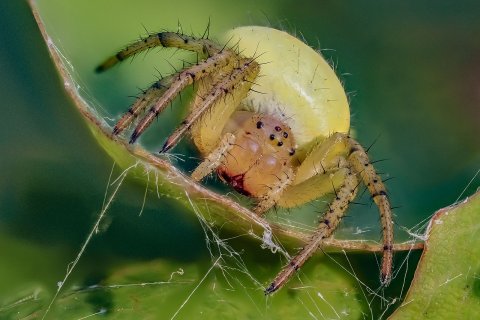 K&uuml;rbisspinne Araniella cucurbitina