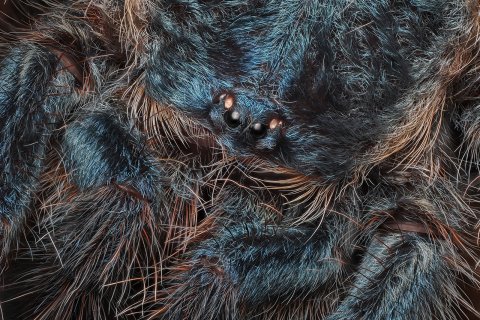 Augen der vogelspinne als nahaufnahme