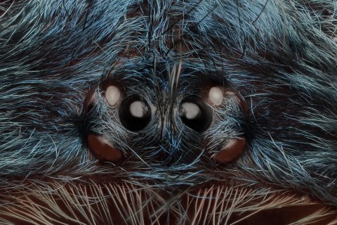 Augen der vogelspinne als nahaufnahme