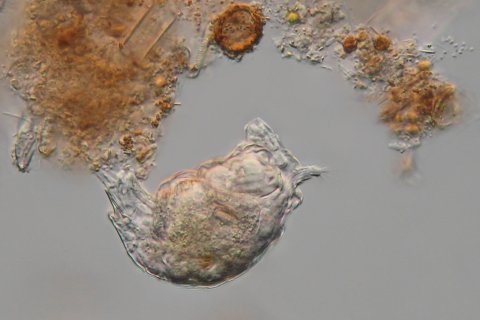 R&auml;dertier aus der Gruppe der Bdelloidea