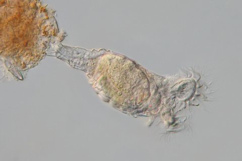 a rotifer belongs to the bdelloidea