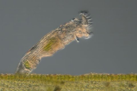 a rotifer belongs to the bdelloidea