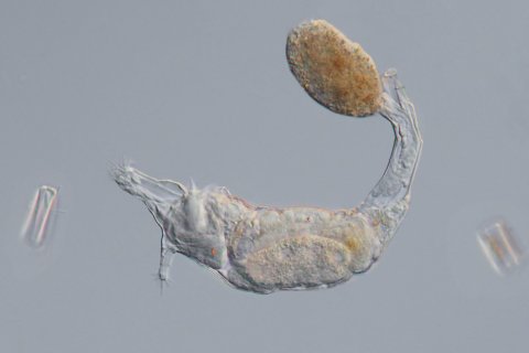 ein R&auml;dertier, das zu den Bdelloidea geh&ouml;rt