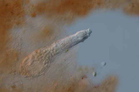 ein R&auml;dertier, das zu den Bdelloidea geh&ouml;rt