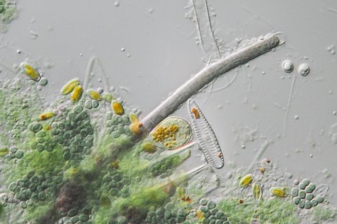 cyanophyceae from a lake