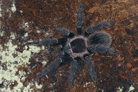 Eine Bombardiervogelspinne Lasiodora parahybana