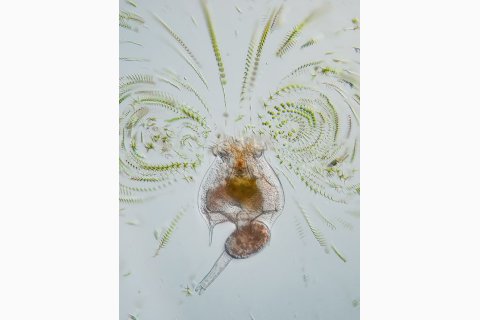 Wappen-R&auml;dertier der Gattung Brachionus