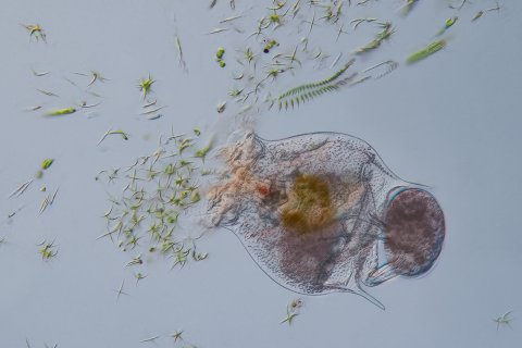 Wappen R&auml;dertier mit Ei / Brachionus
