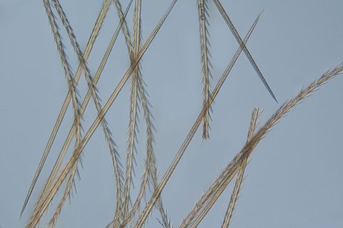 Brennhaare einer Bombardiervogelspinne