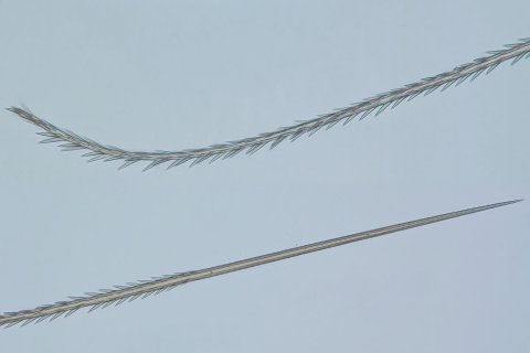 zugespitzte Brennhaare von Spinnen mit Widerhaken