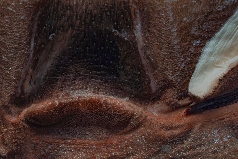 epigyne und buchlunge