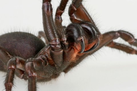 Giftklauen einer Spinne