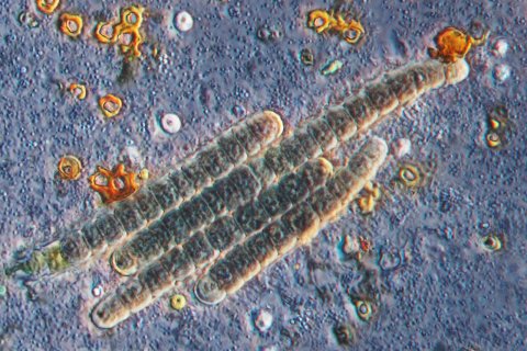 phasenkontrast foto einer blaualgen