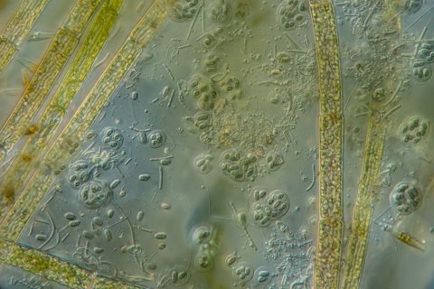 cyanophyceae under the microscope