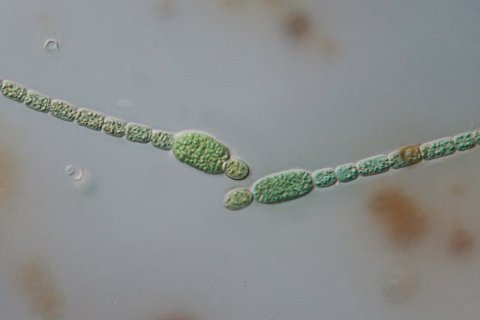 heterocysten an cyanobakterien