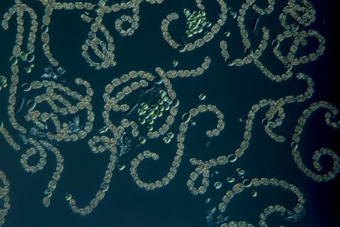 blaualgen aus einem see