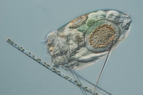 Einaugen R&auml;dertier der Gattung Monommata