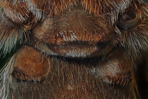 Epigyne einer vogelspinne