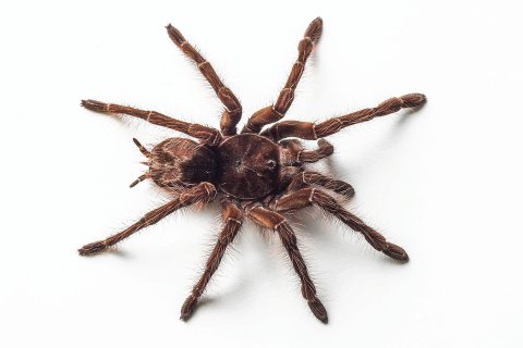 gr&ouml;&szlig;te Spinne der Welt: Goliathvogelspinne, Theraphosa blondi