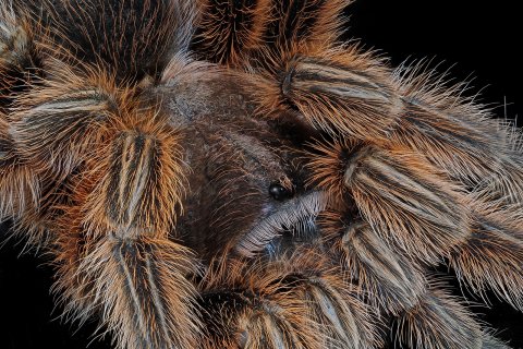 behaarte vogelspinne