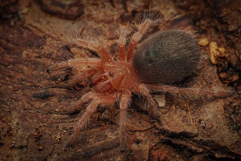 Jungtier einer Vogelspinne