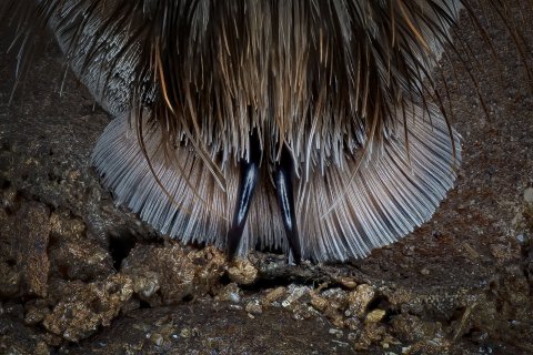 Fu&szlig; und Krallen einer Spinne
