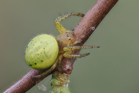 Araniella cucurbitina K&uuml;rbisspinne