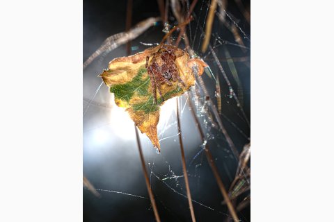 Radnetzspinne Larinioides