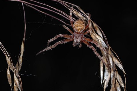 Radnetzspinne Larinioides