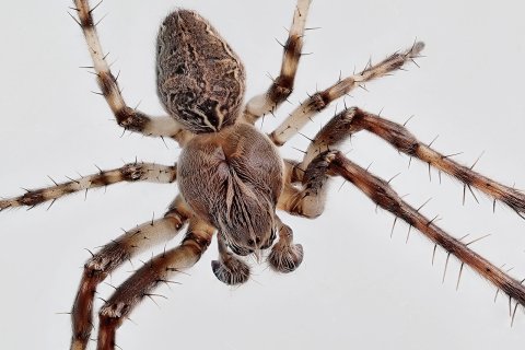 Br&uuml;ckenkreuzspinne / Larinoides sclopetarius - M&auml;nnchen