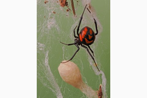 latrodectus menavodi