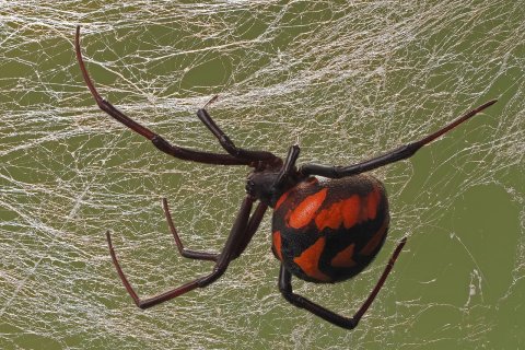 latrodectus menavodi