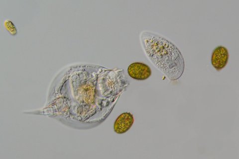 R&auml;dertier der Gattung Lepadella mit Wimpertierchen.