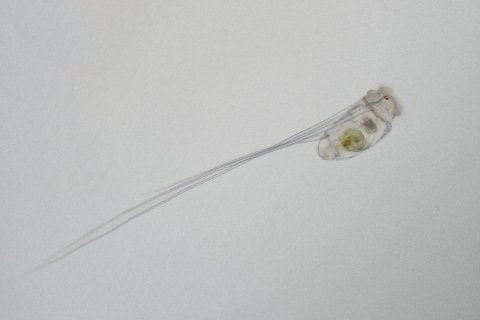 R&auml;dertier der Gattung Monommata