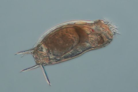 R&auml;dertier, Gattung Mytilina