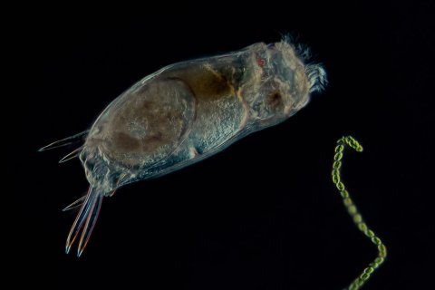 R&auml;dertier, Gattung Mytilina