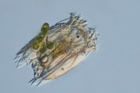 r&auml;dertier, der gattung Polyarthra