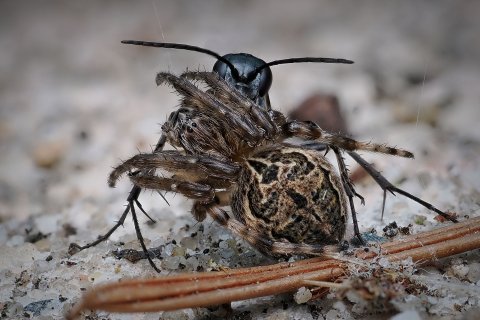 Larinioides sclopetarius mit Pompilidae