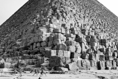Hunde vor den Pyramiden von Gizeh und Sphinx
