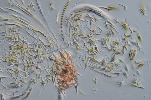 Das Wappen R&auml;dertier erzeugt einen gewaltigen Strudel.