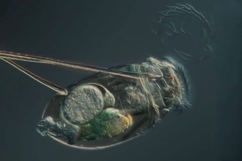 rotatoria, genus Monommata