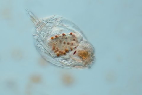 Zipfelpanzer-R&auml;dertier, Gattung Lecane