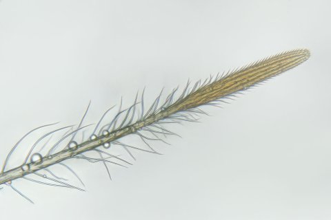 spinnen k&ouml;nnen mit scopula Hafthaaren auf glatten Oberfl&auml;chen laufen