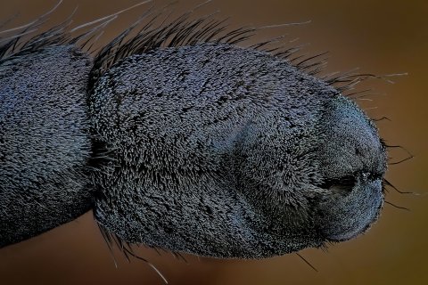 Mit diesen F&uuml;&szlig;en k&ouml;nnen Spinnen an Glasscheiben laufen
