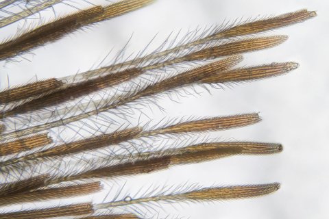 Hafthaare am Spinnenfu&szlig;