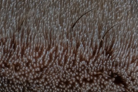 scopula hafthaare von spinnen