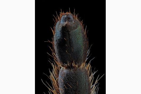 Fu&szlig;unterseite einer Vogelspinne mit Scopula Haaren