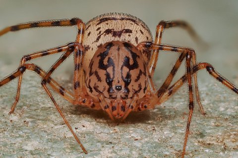 Speispinne Scytodes thoracica